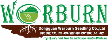 Dongguan Warburn Seedling Co.,Ltd.
