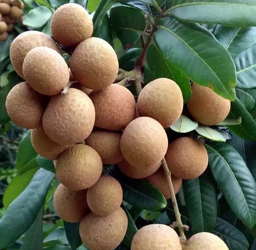 Longan