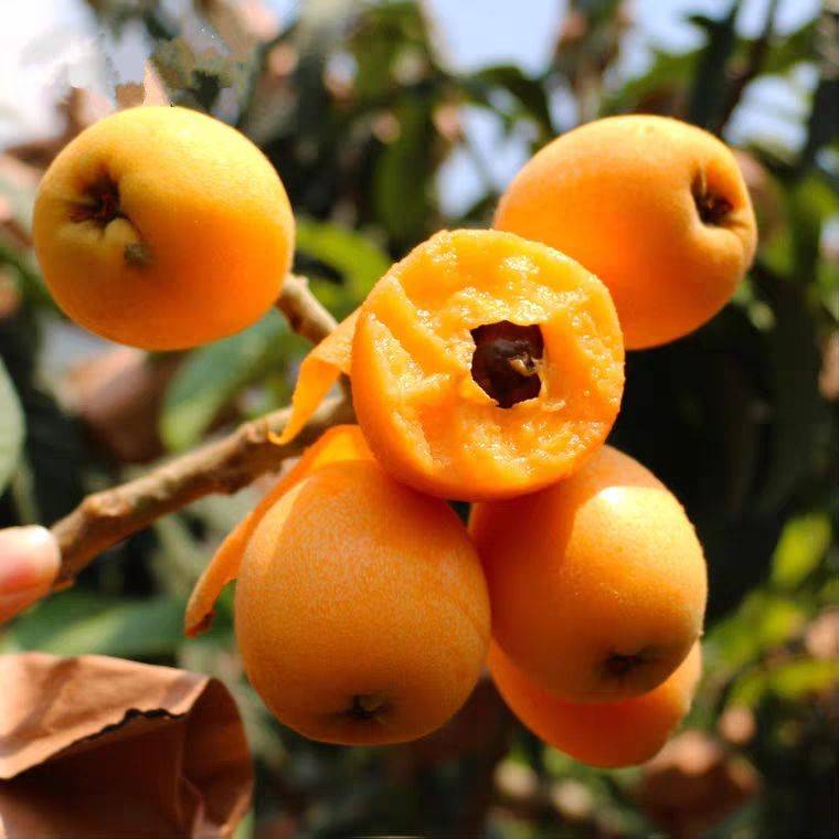 Loquat