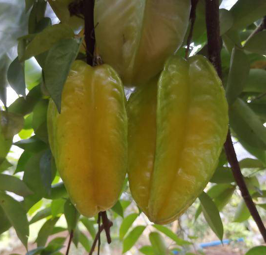 Carambola