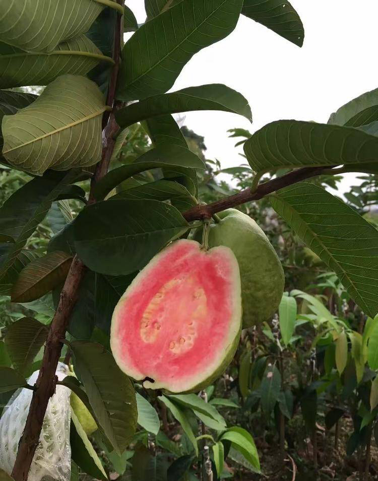 Guava