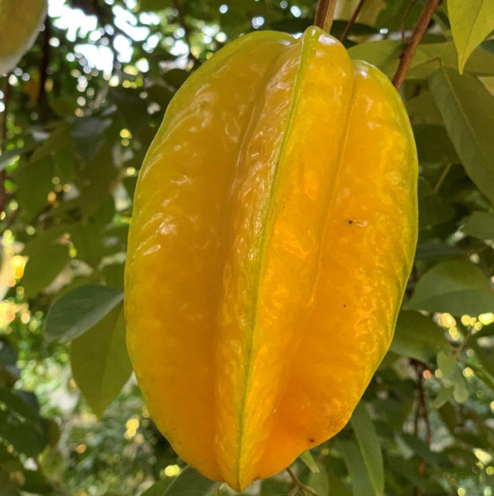 Carambola