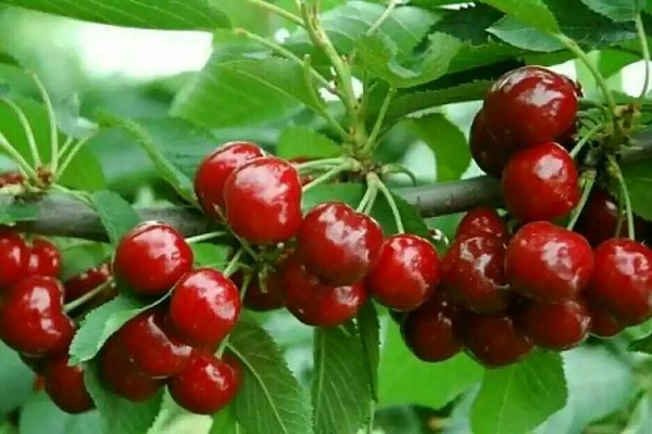 Cherry