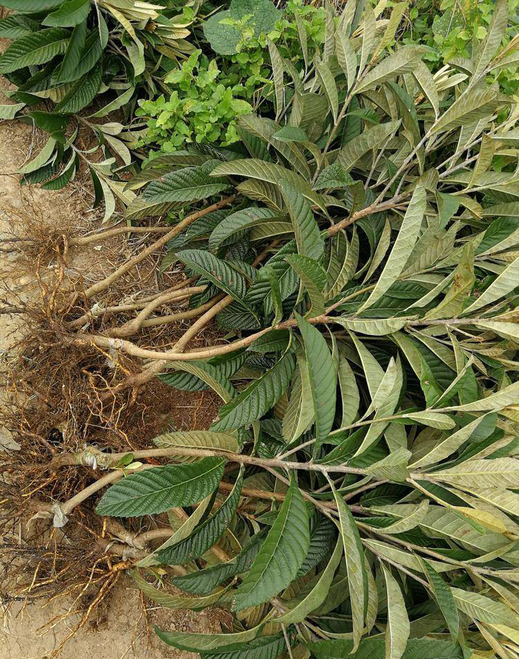 Loquat