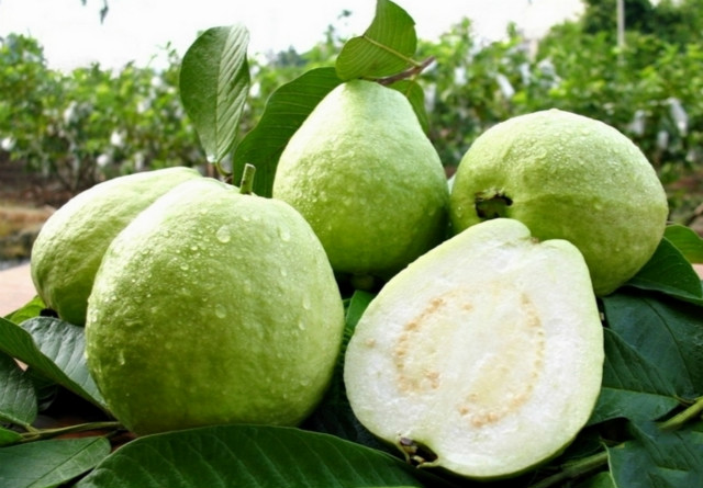 Guava