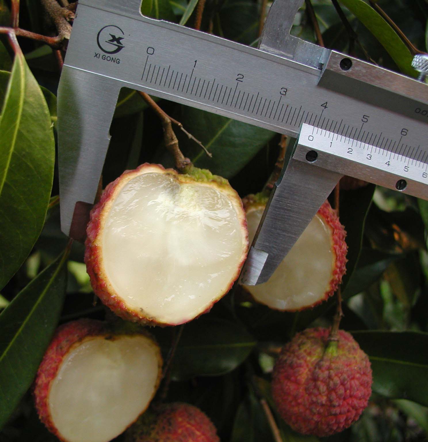 Seedless Litchi 