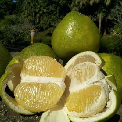 Pomelo