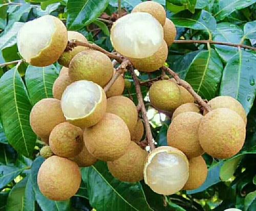 Longan